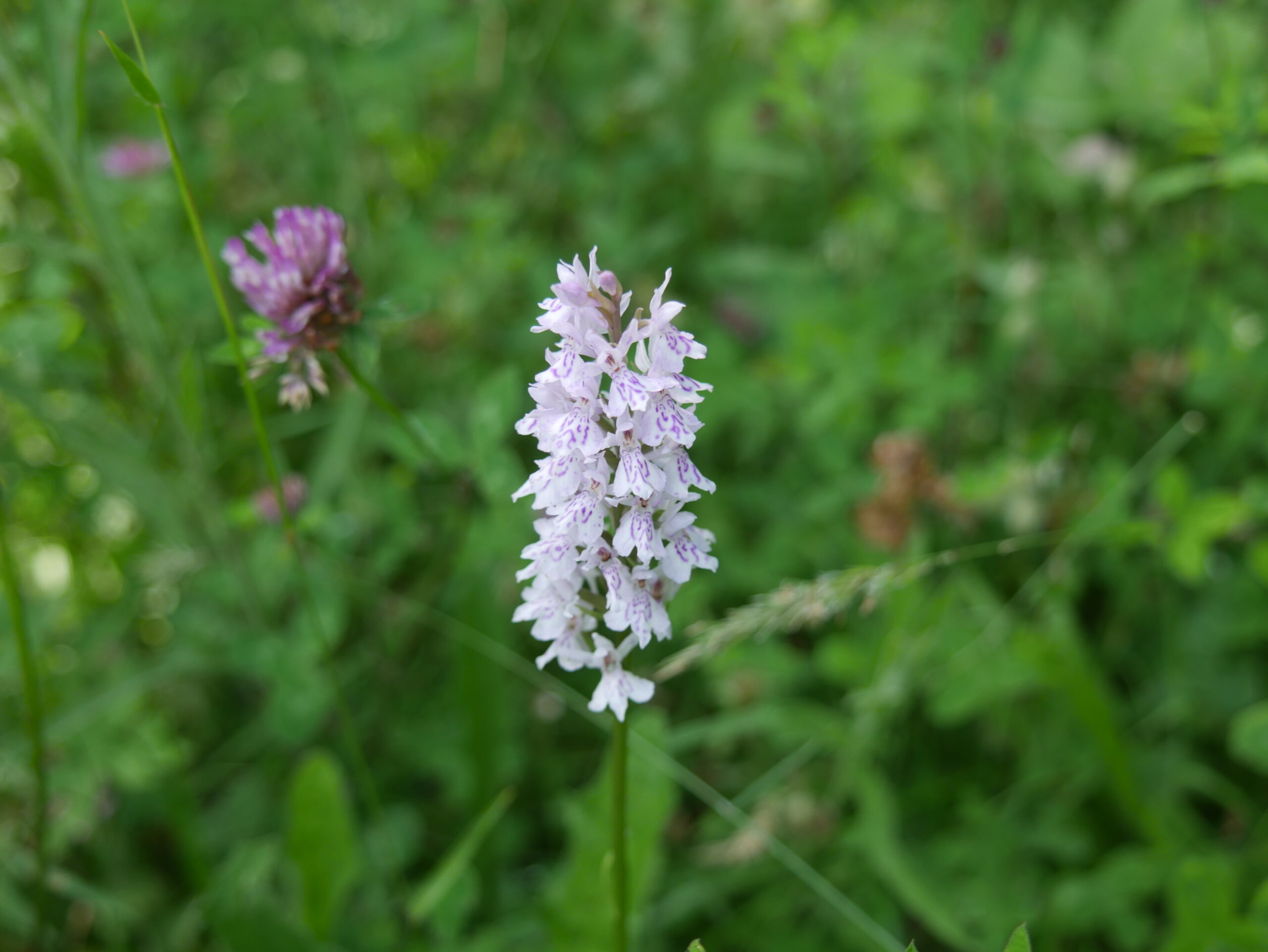 Paarse orchidee met groene achtergrond in veld. Links bloeiende klaver zichtbaar.