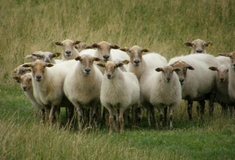 Een kudde schapen staat samen in een grasveld, omgeven door hoog gras.