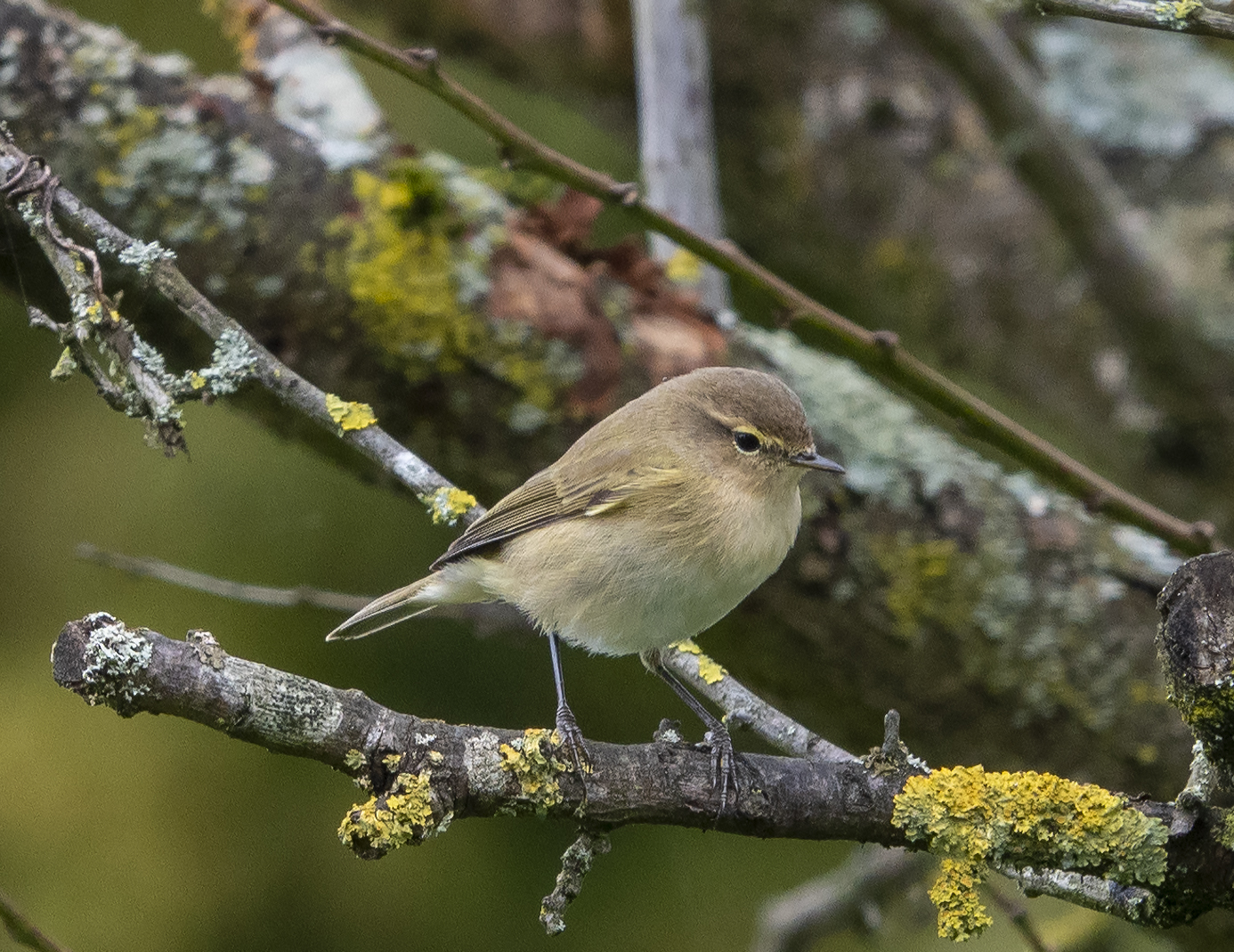Kleine vogel op een met mos bedekte tak in een natuurlijke omgeving.