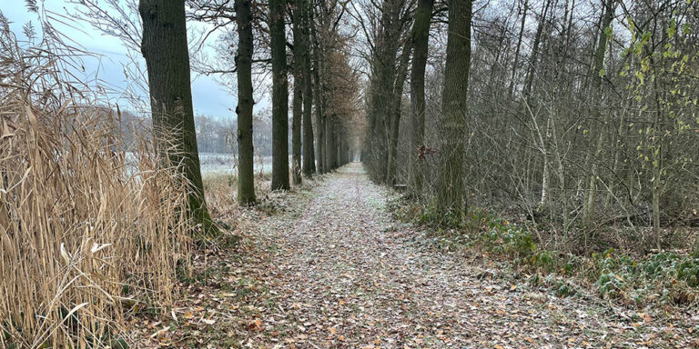 Bebost pad met kale bomen en bladeren, omringd door riet en begroeiing, lichte vorst op het pad.