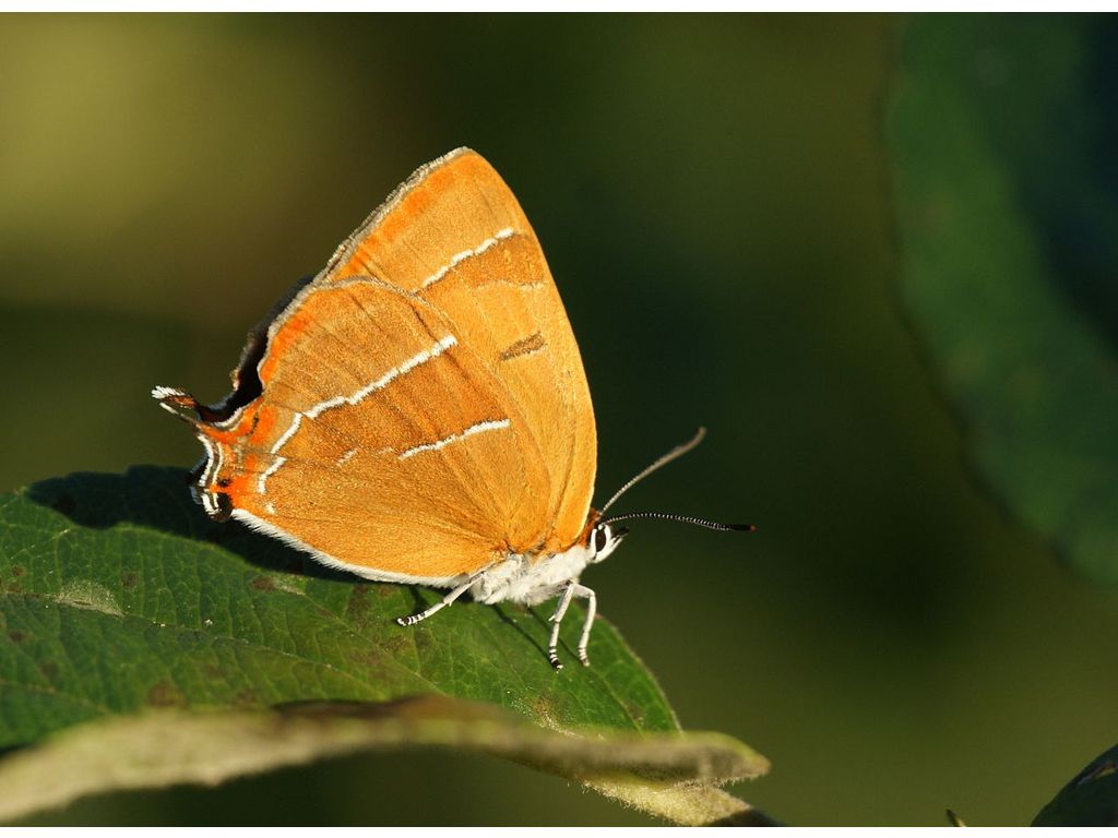 Oranje vlinder met witte strepen zit op een groen blad tegen een wazige, natuurlijke achtergrond.
