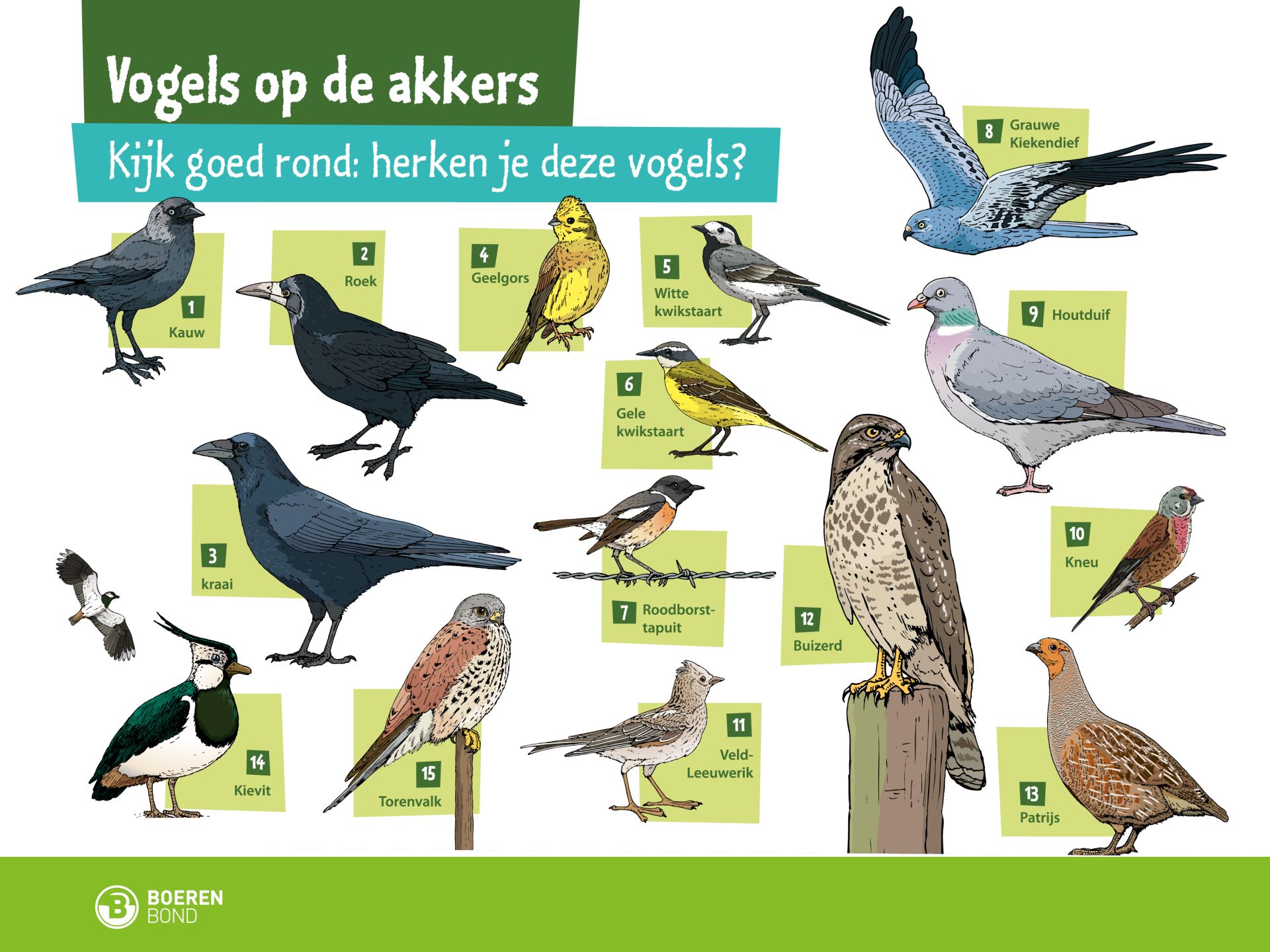 Illustratie van akkervogels met namen, zoals Kauw, Buizerd, en Torenvalk.