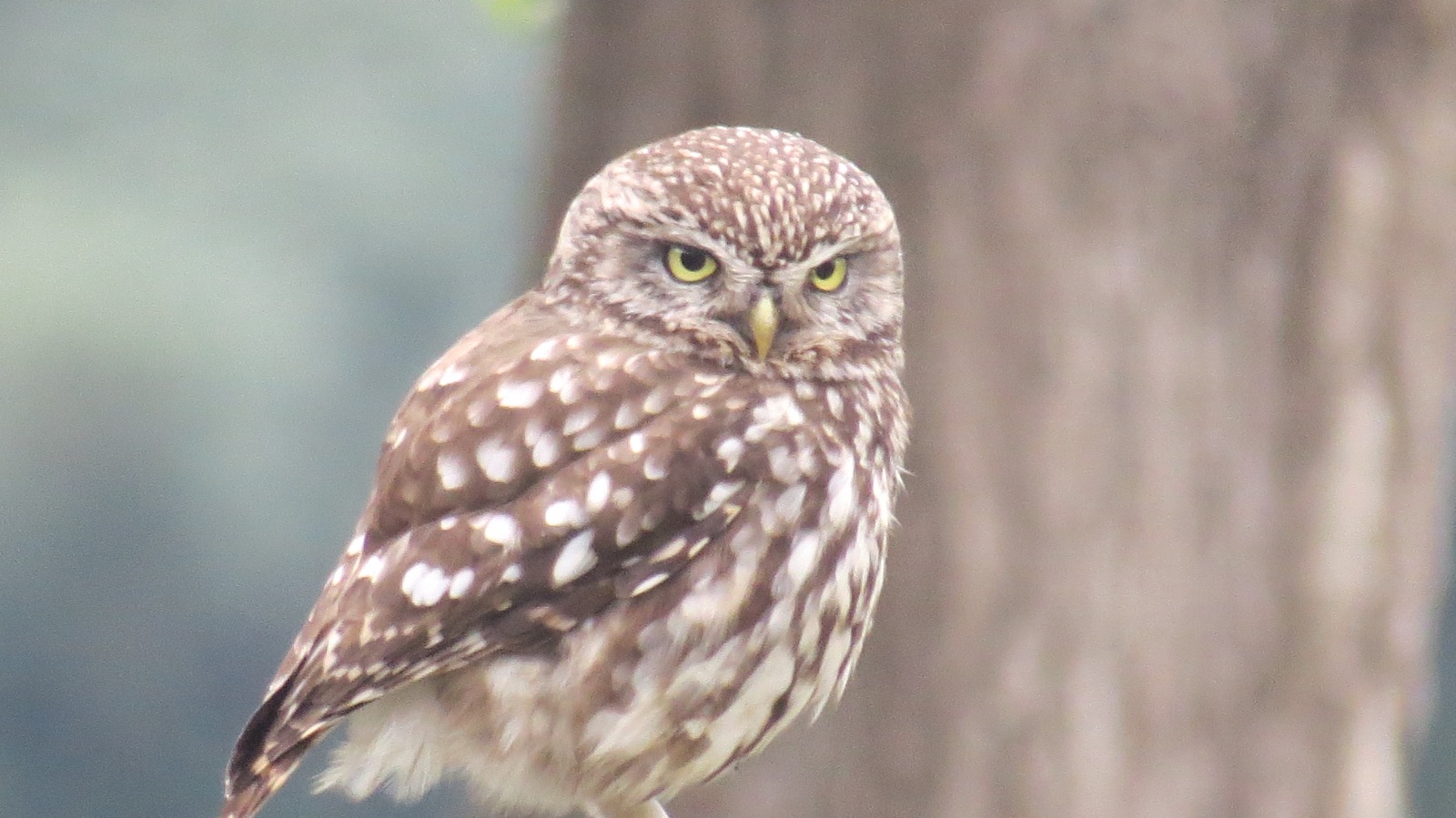 Een kleine uil met gevlekt verenkleed zit op een tak, kijkt recht vooruit. Achtergrond is vaag.