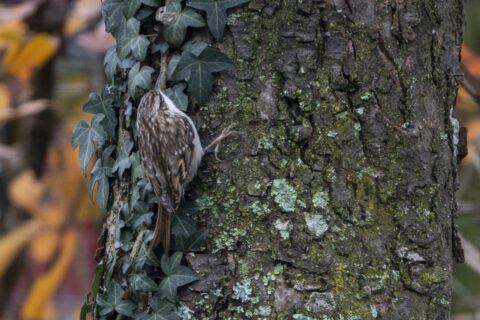 Kleine vogel klimt op een boom bedekt met klimop en mos.