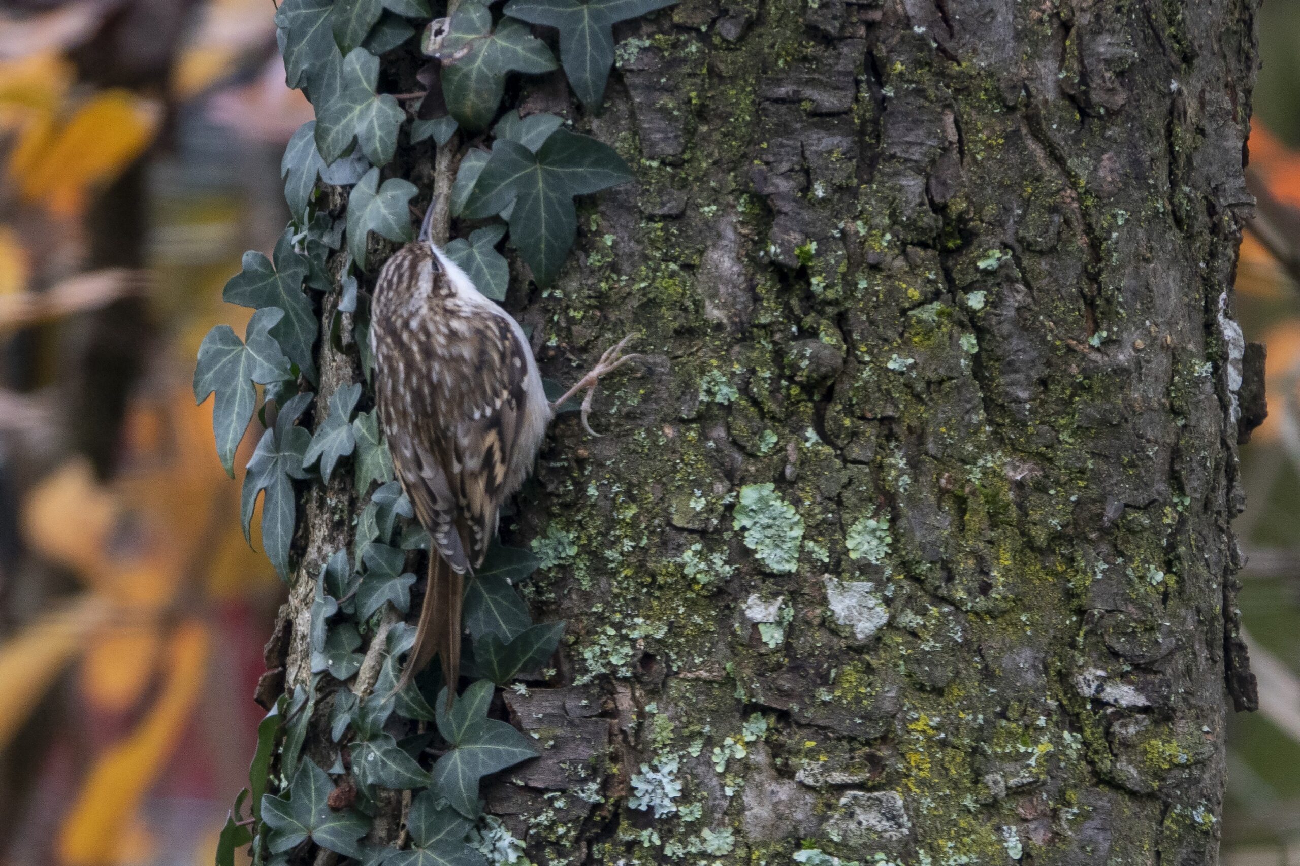 Kleine vogel klimt op een boom bedekt met klimop en mos.