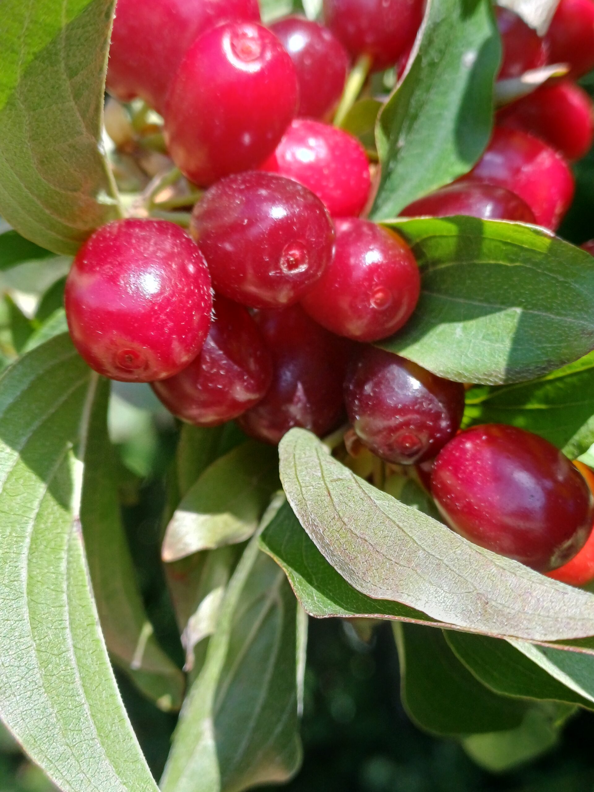 Rode bessen met groene bladeren aan een tak in zonlicht.
