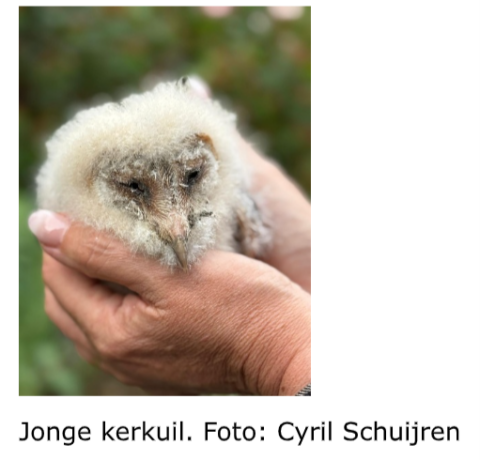Twee handen houden een jonge kerkuil met donzig wit verenkleed vast.