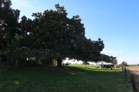 Grote boom over een grasveld met koeien eronder en blauwe lucht erboven.