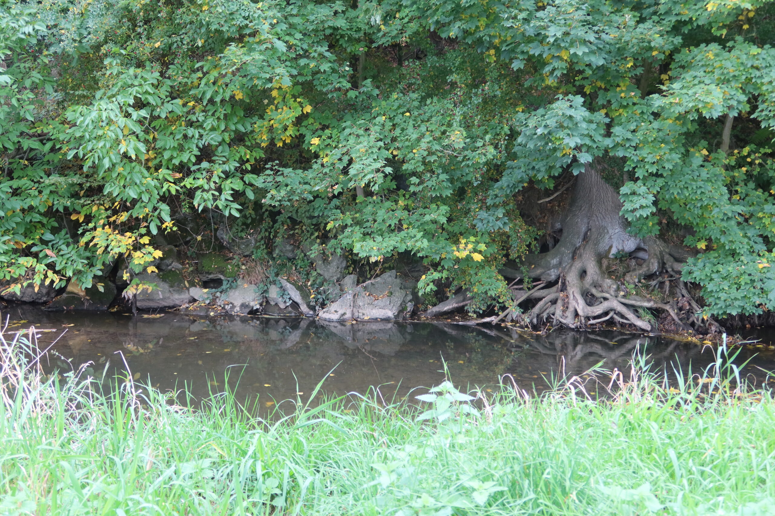 Een boom met blootliggende wortels aan de oever van een rustige beek, omgeven door groen.