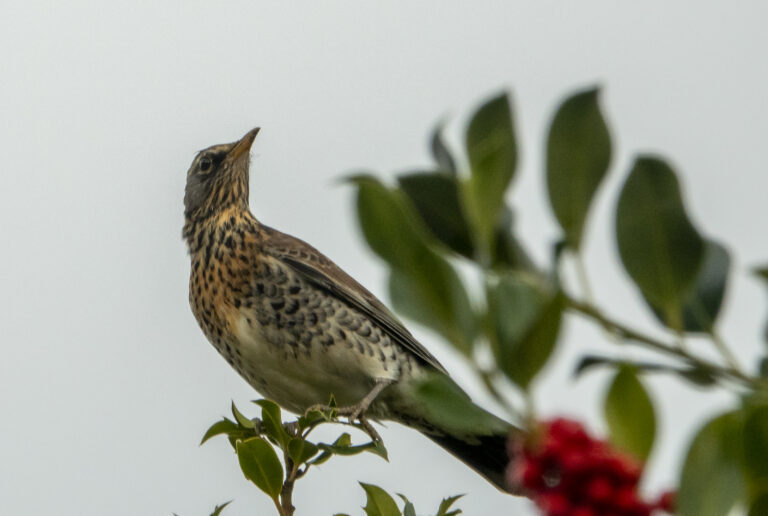 Een lijster zit op een tak met groene bladeren en rode bessen, tegen een grijze lucht.