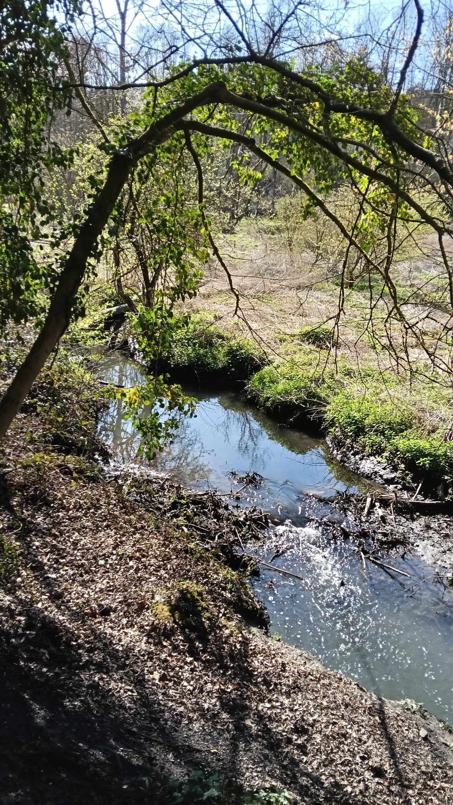 Kleine, kronkelende beek met overhangende takken en begroeiing, omgeven door een bosrijke omgeving.