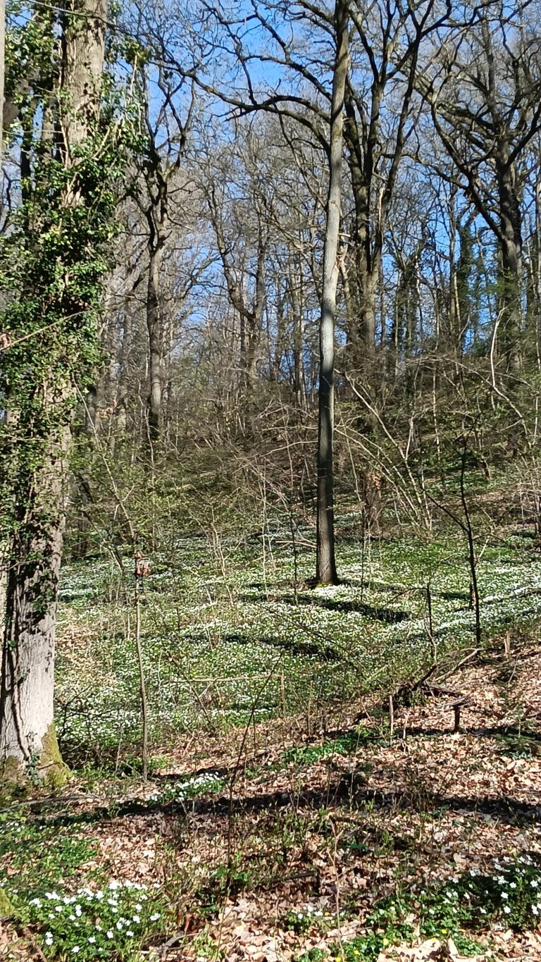 Bost landschap met kale bomen en een bloementapijt van witte bloemen onder een heldere blauwe lucht.