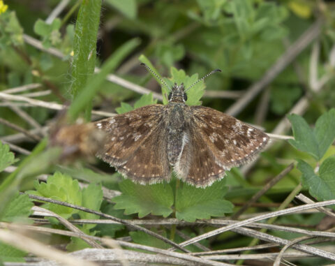 Bruin gevlekte vlinder rust op groene bladeren tussen gras en stengels.