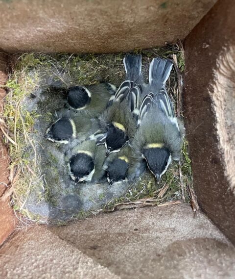 Jonge vogels in een nestkast, samen gekropen op een met mos bekleed nest.