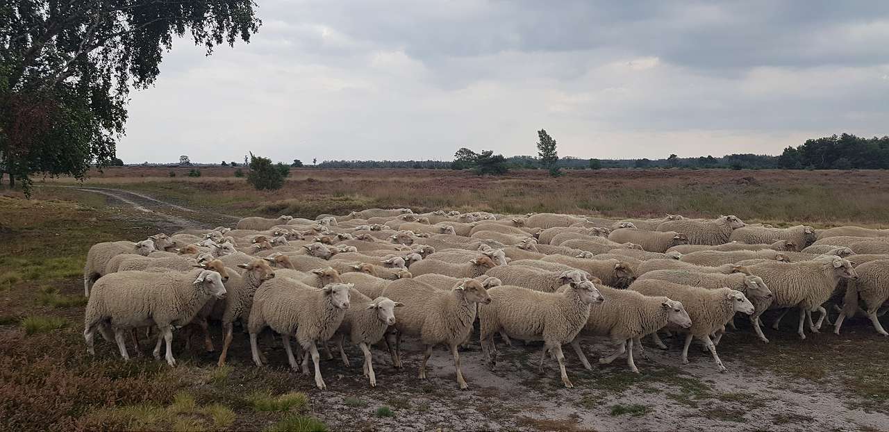Kempische heideschapen terug in de Kempen