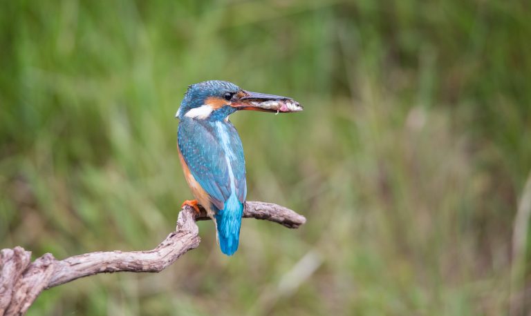 IJsvogel op tak, met een vis in de snavel, tegen een wazige groene achtergrond.