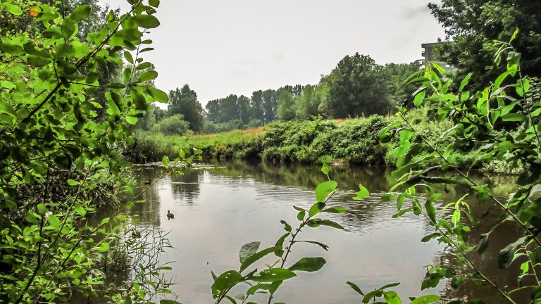 Rivier omgeven door groen, met een enkele eend en een gebouw op de achtergrond.