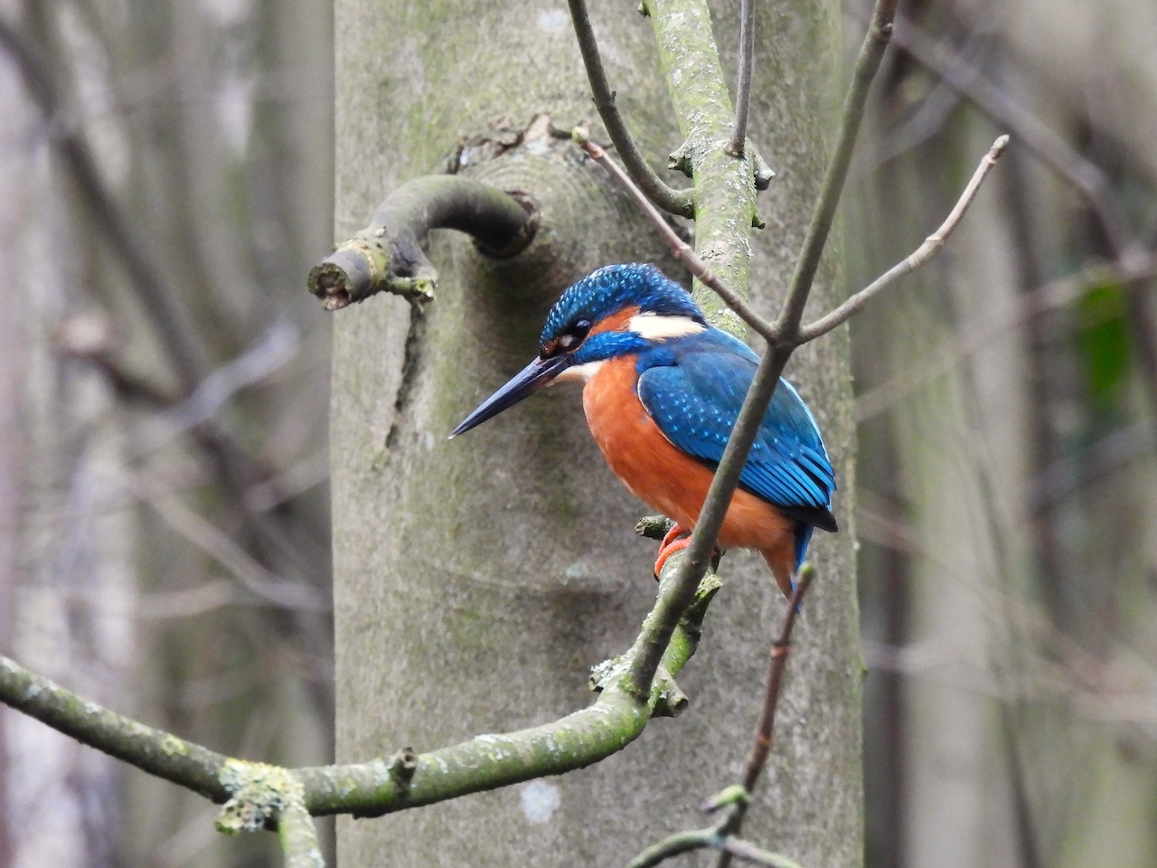 IJsvogel rust op een tak, tegen een achtergrond van boomstammen in een bos.