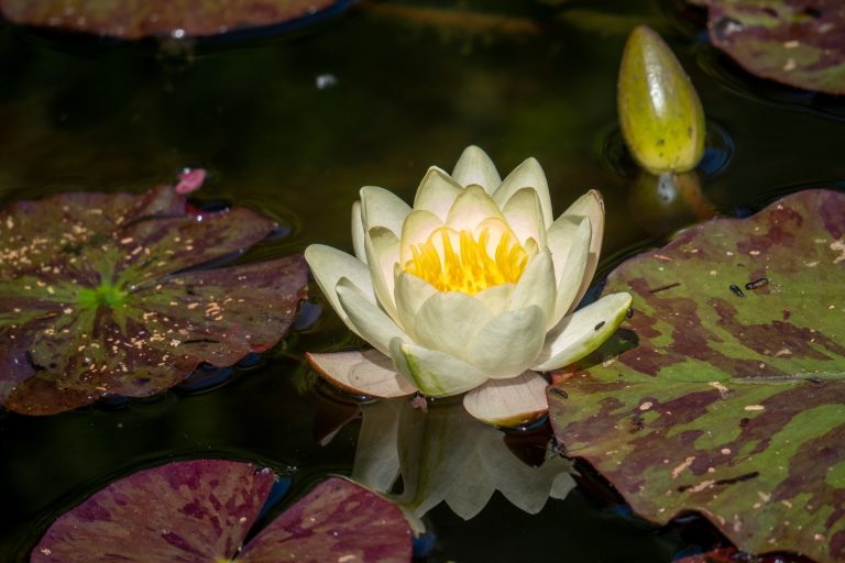 Witte waterlelie met geel centrum omringd door groene en paarse bladeren in een vijver.