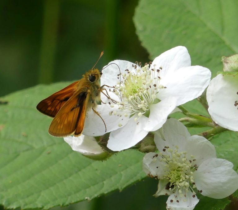 Een bruine vlinder rust op een witte bloem met groene bladeren.