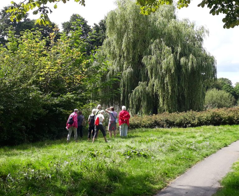 Groep mensen in een park kijkt naar weelderige, groene bomen onder een zonnige hemel.