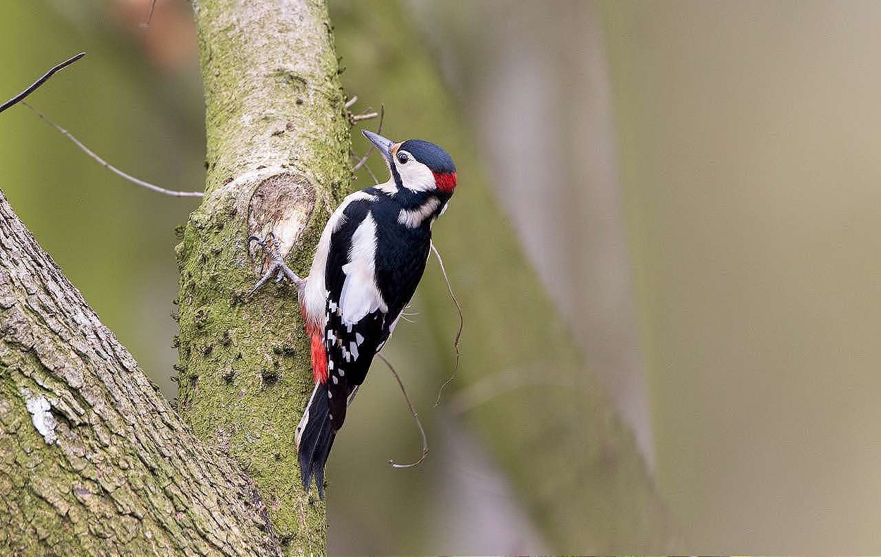 Specht met zwart-witte veren en rode kop zoekt insecten in boomstam.