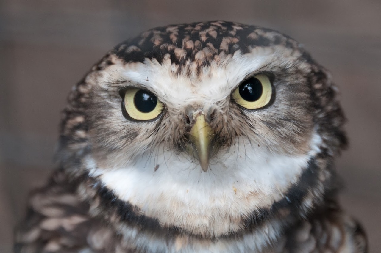 Close-up van een uil met scherpe, gele ogen en een gespikkelde verenlaag.