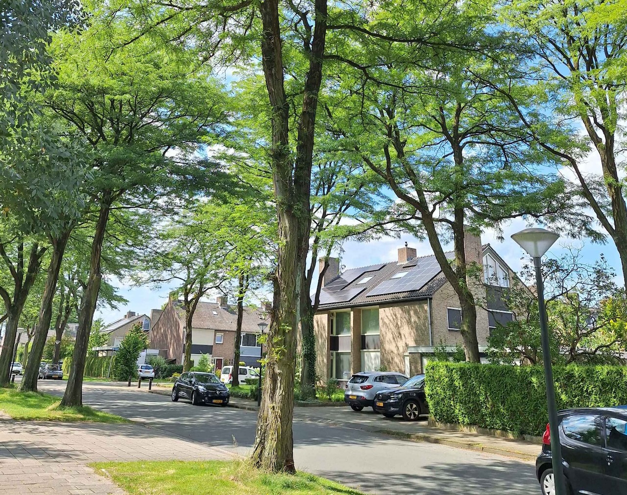 Bomen langs een rustige woonstraat met auto's en huizen, zonnige dag.