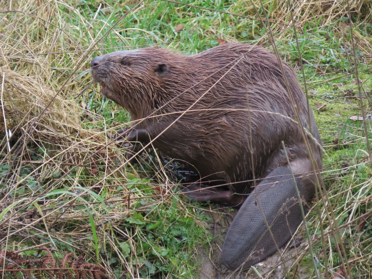 Een bever zit tussen gras en takken op een groene, natte ondergrond.