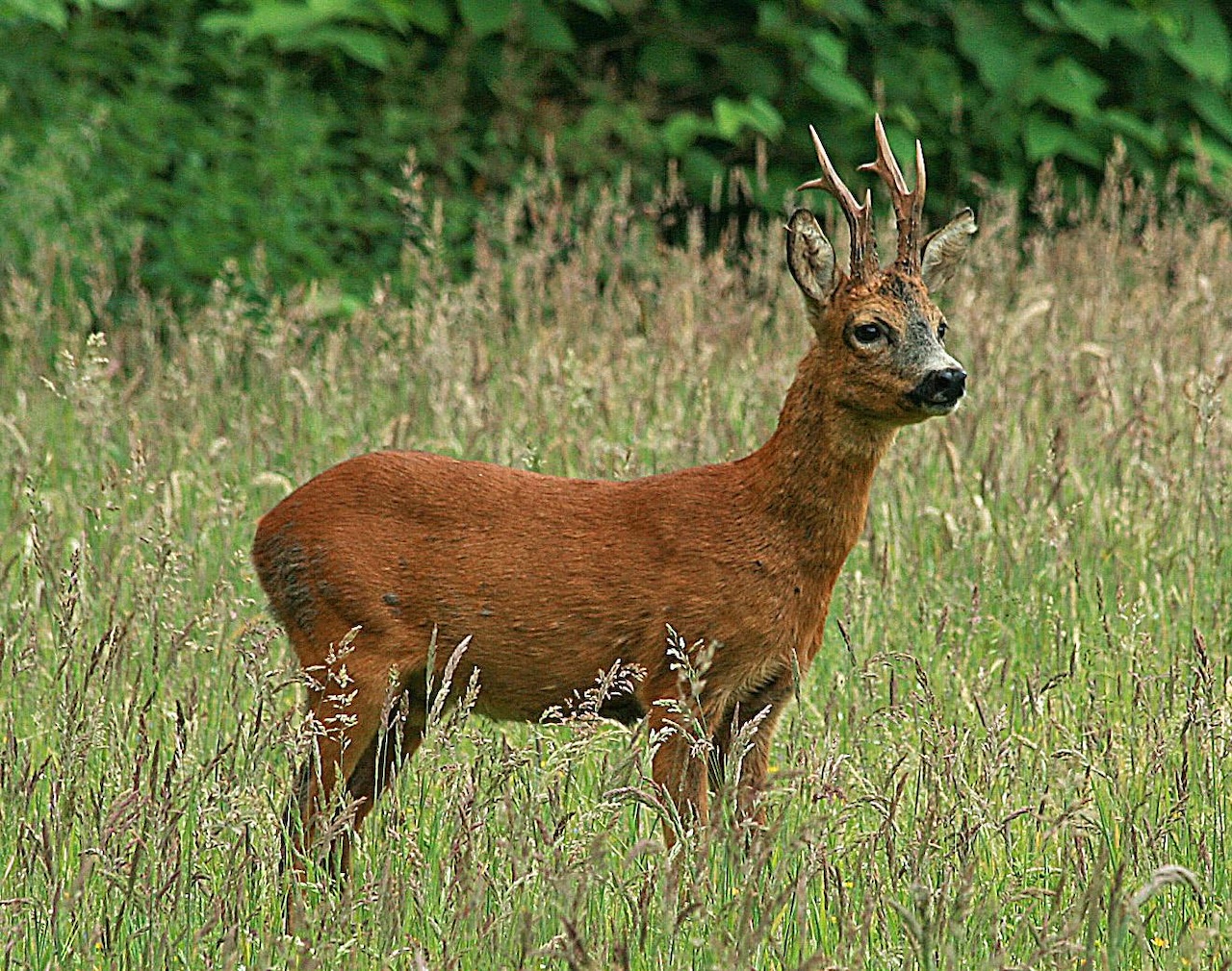 Ree met gewei in een grasveld, omgeven door groene struiken.
