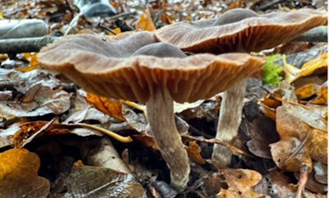 Twee bruine paddenstoelen groeien op een bed van herfstbladeren in een bosrijke omgeving.