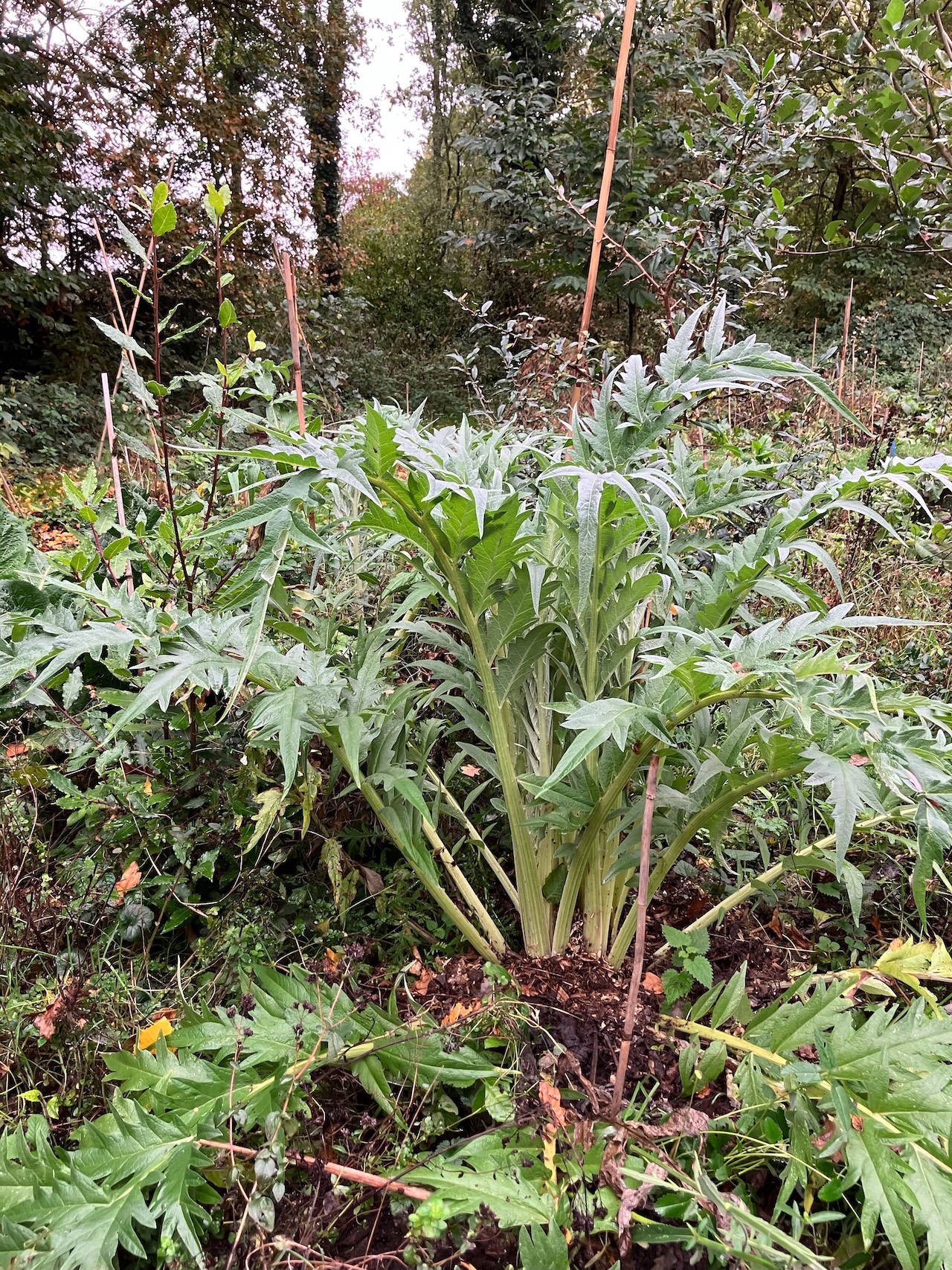 Grote plant met lange, groene bladeren in een dichtbegroeid bos.
