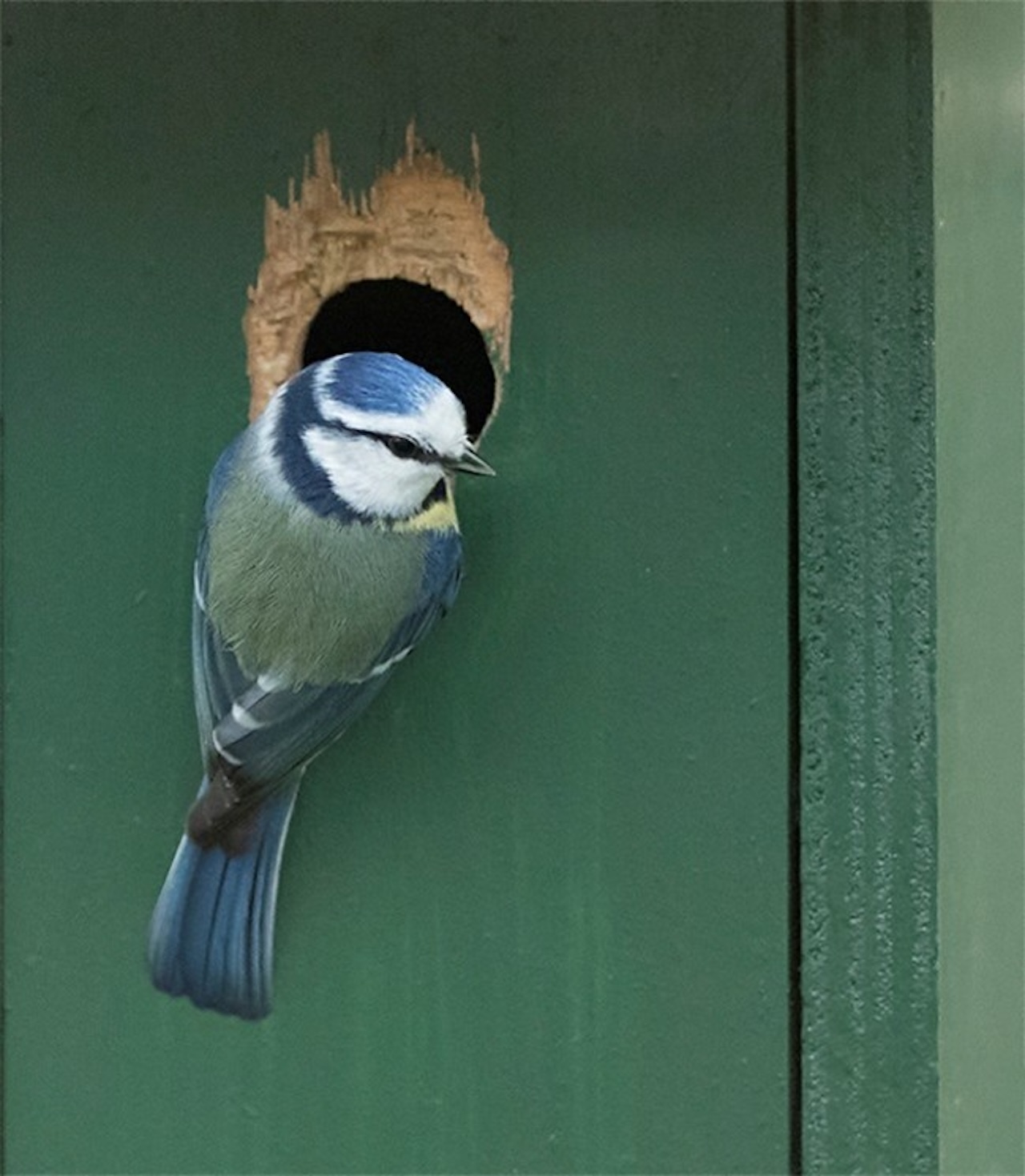 Pimpelmees bij ingang van een groen vogelhuisje.