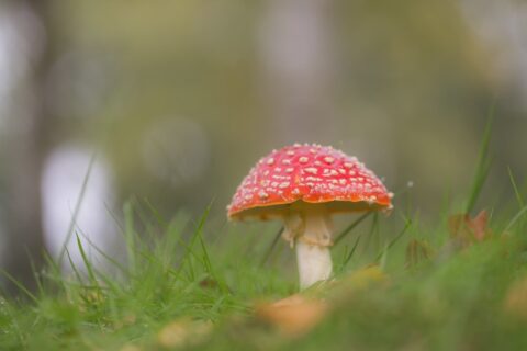 Rode paddenstoel met witte stippen in gras, wazige achtergrond.