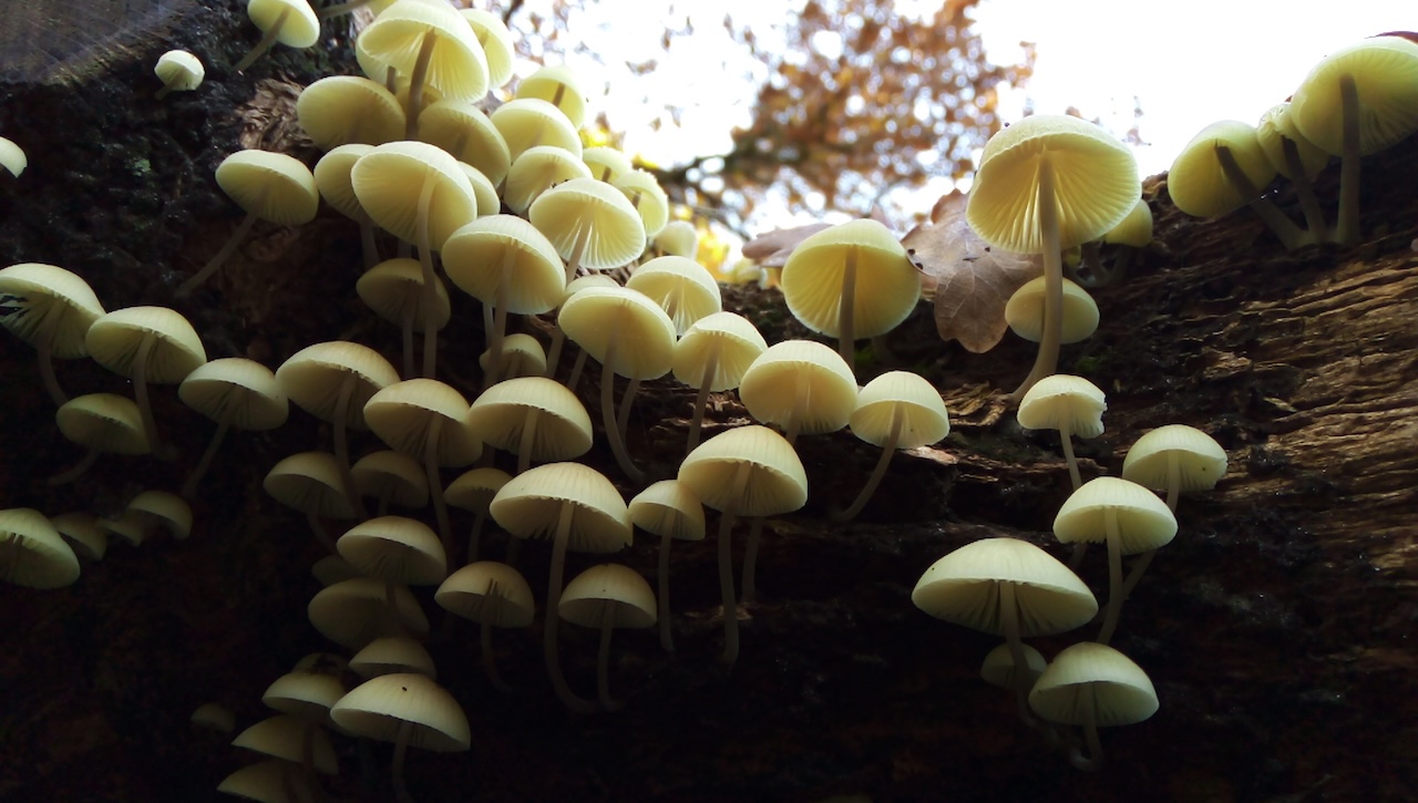 Kleine paddenstoelen groeien dicht op een stuk boomstam, met licht doorlatende hoeden.