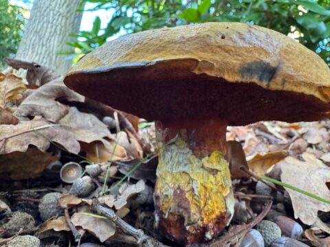 Grote, bruine paddenstoel groeit tussen gevallen bladeren en eikels in een bosrijke omgeving.