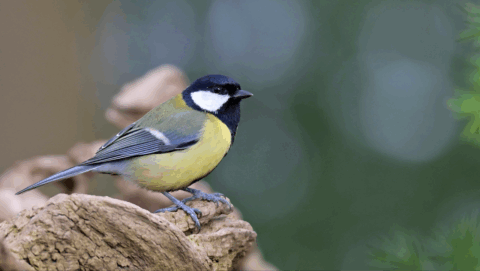 Koolmees op een tak, met gele buik en groene achtergrond.