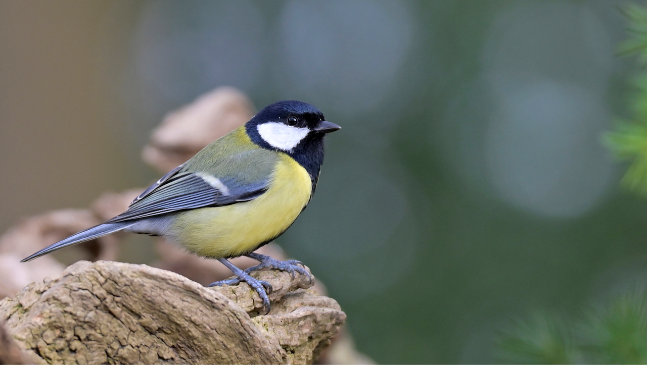 Koolmees op een tak, met gele buik en groene achtergrond.