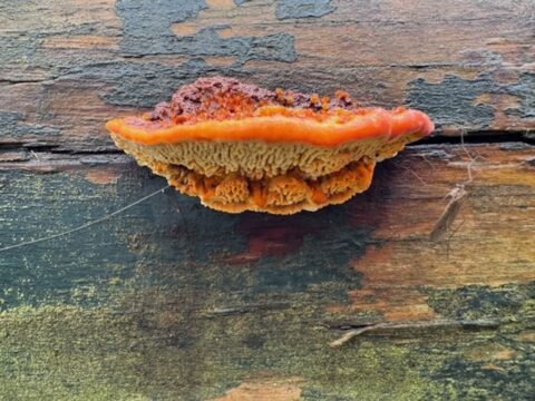 Oranjezwam groeit op verweerd houten oppervlak, met korrelige textuur en donkere accenten.