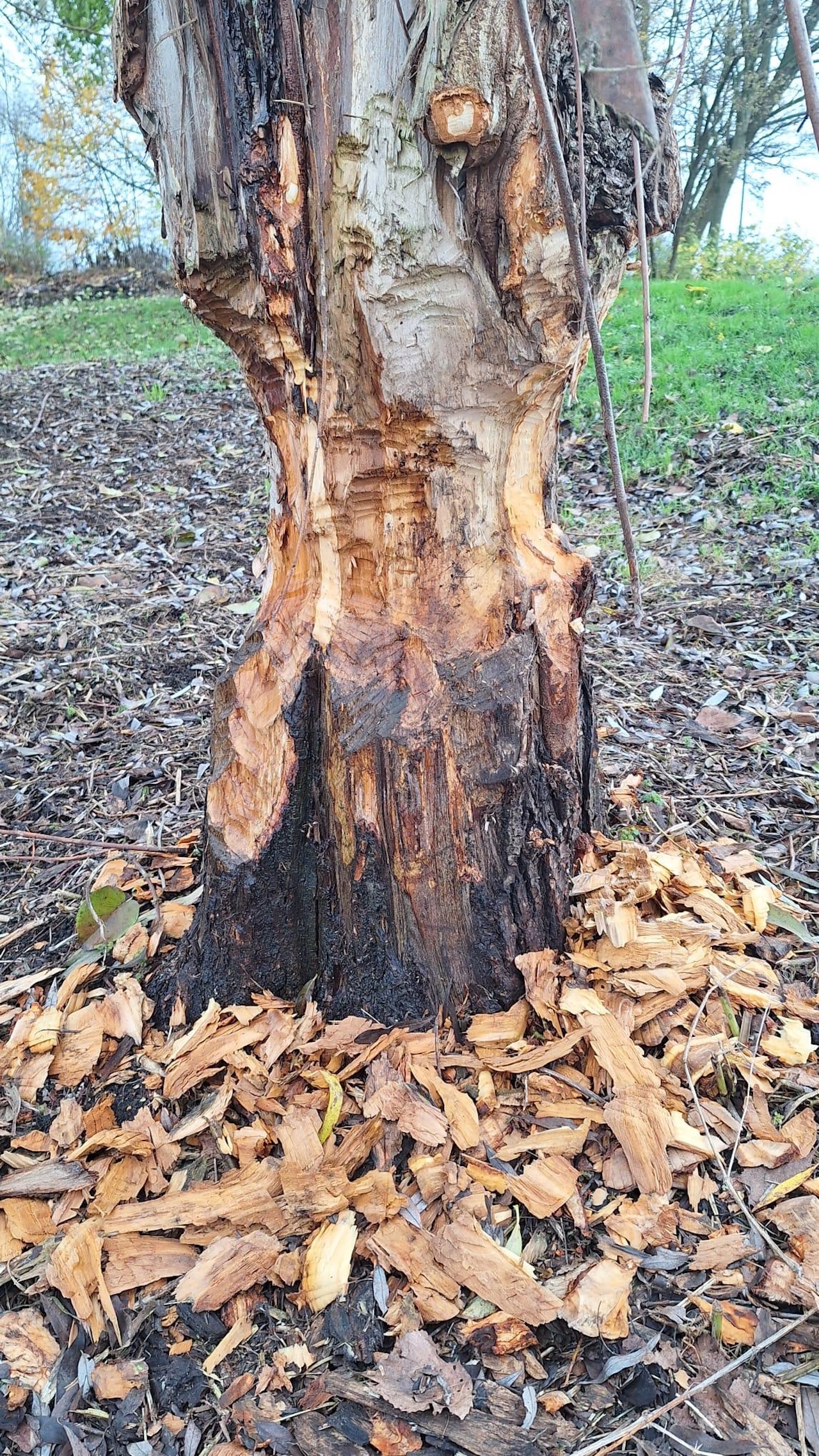 Beschadigde boomstam met afgeschilde schors, omgeven door verspreide houtsnippers.