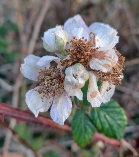 Verdorde witte bloem met bruin hart, groene bladeren en onscherpe achtergrond.