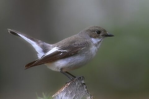 Kleine vogel met bruine en witte veren zit op een tak tegen een wazige groene achtergrond.