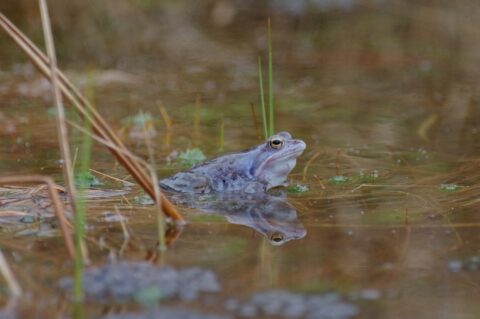 Kikker half ondergedompeld in een vijver met gras en planten op de achtergrond.