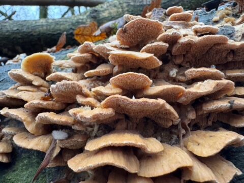 Close-up van paddenstoelen op een boomstam in het bos, met herfstbladeren op de achtergrond.