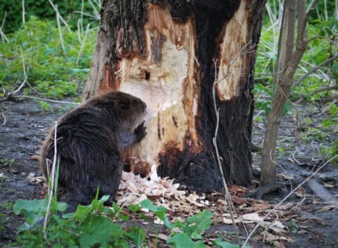 Bever knaagt aan boomstam, omringd door groen blad en houtkrullen.