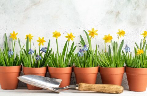 Terracotta potten met gele narcissen en blauwe druifjes, metalen tuinschepje op voorgrond.