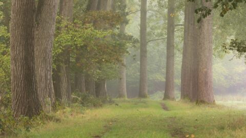 Misty bospad geflankeerd door hoge, rechte bomen met groen blad.