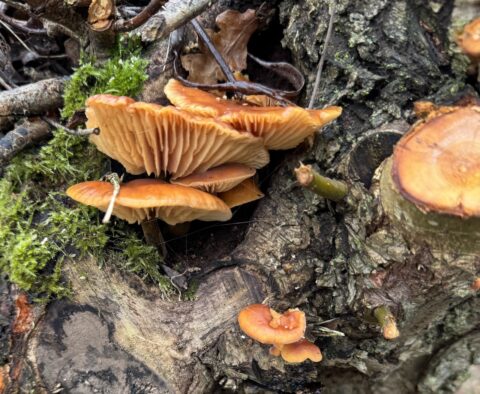 Oranje paddenstoelen groeien op een met mos bedekte boomstam tussen takken en bladeren.