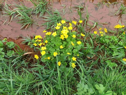 Gele bloemen groeien naast een modderige plas omringd door gras.