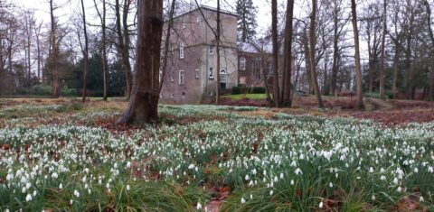 Sneeuwklokjesveld voor een groot, oud gebouw omgeven door kale bomen.